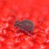 Dicyrtoma fusca